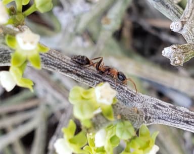 Pseudomyrmex gracilis photo 23