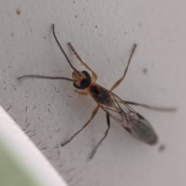 Pseudomyrmex gracilis photo 26