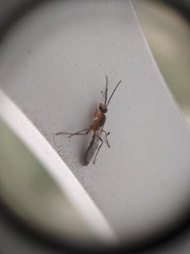 Pseudomyrmex gracilis photo 27