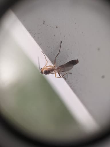 Pseudomyrmex gracilis photo 28