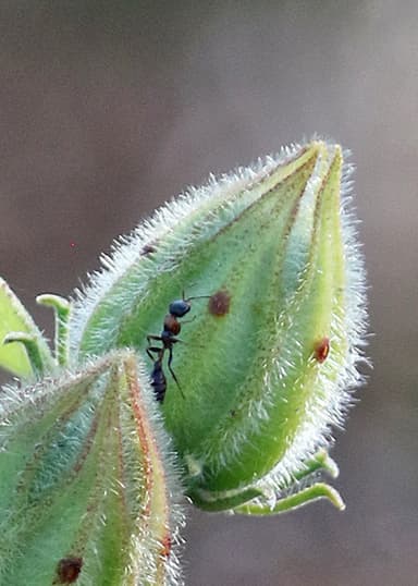 Pseudomyrmex gracilis photo 40