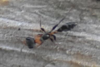 Pseudomyrmex gracilis photo 44