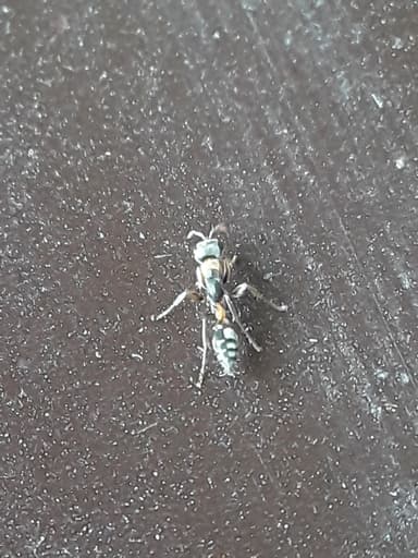 Pseudomyrmex gracilis photo 51