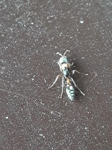 Pseudomyrmex gracilis photo 52