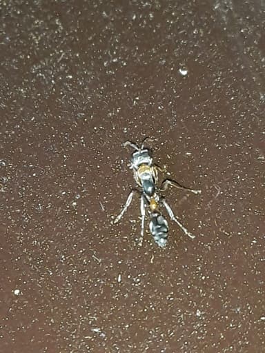 Pseudomyrmex gracilis photo 53