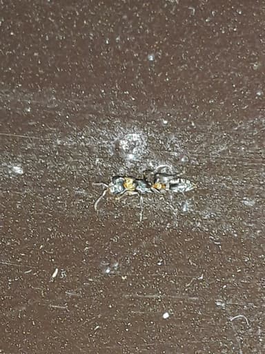 Pseudomyrmex gracilis photo 54