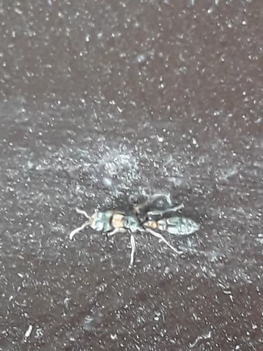 Pseudomyrmex gracilis photo 55