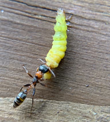 Pseudomyrmex gracilis photo 57