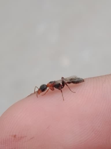 Pseudomyrmex gracilis photo 58