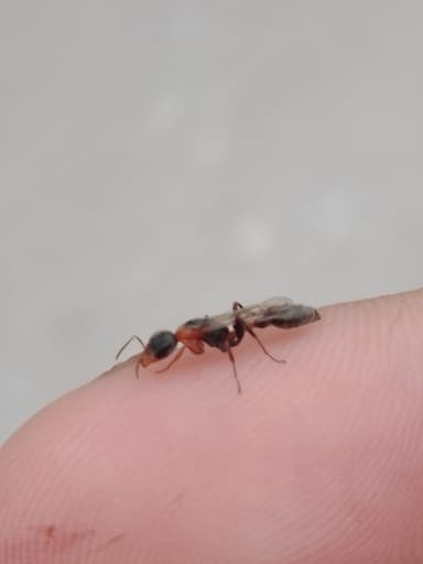 Pseudomyrmex gracilis photo 59