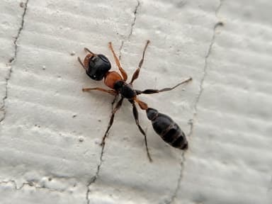 Pseudomyrmex gracilis photo 60