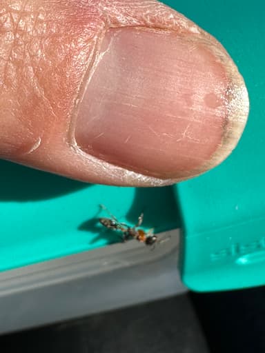 Pseudomyrmex gracilis photo 63