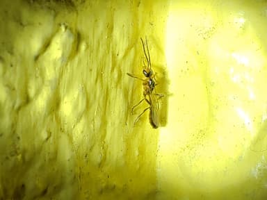 Pseudomyrmex gracilis photo 67