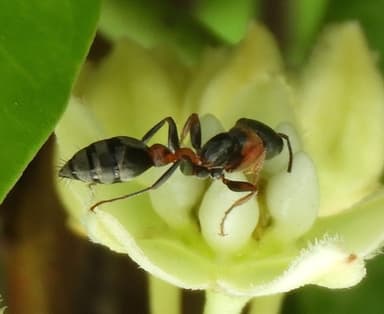 Pseudomyrmex gracilis photo 70