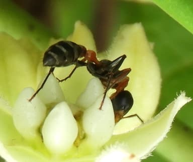 Pseudomyrmex gracilis photo 71
