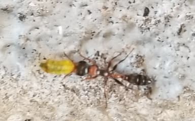 Pseudomyrmex gracilis photo 74