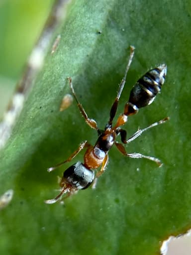 Pseudomyrmex gracilis photo 79
