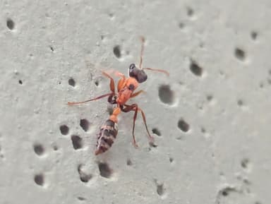 Pseudomyrmex gracilis photo 82