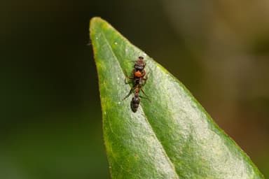 Pseudomyrmex gracilis photo 89