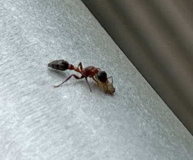 Pseudomyrmex gracilis photo 92