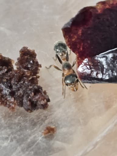 Pseudomyrmex gracilis photo 95