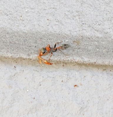 Pseudomyrmex gracilis photo 99