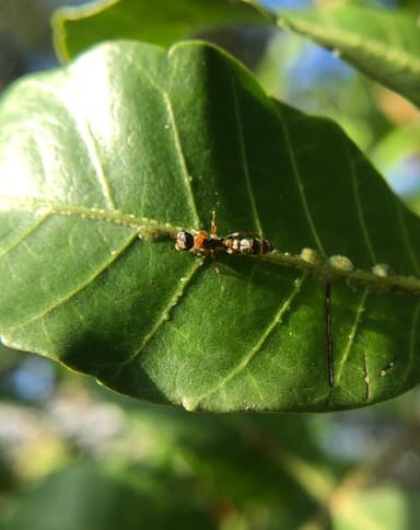 Pseudomyrmex gracilis photo 115