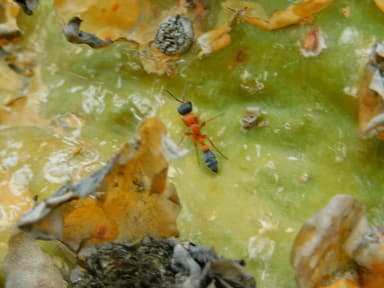 Pseudomyrmex gracilis photo 116