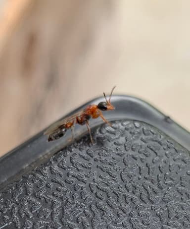 Pseudomyrmex gracilis photo 118