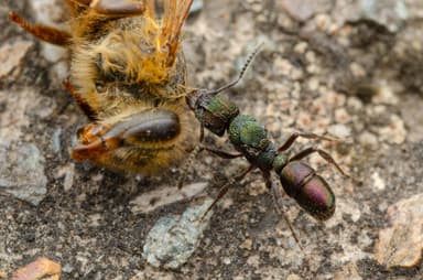 Rhytidoponera metallica photo 1