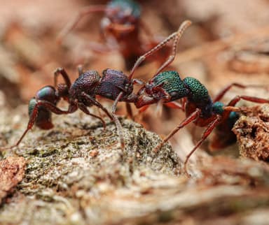 Rhytidoponera metallica photo 5