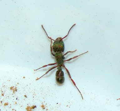 Rhytidoponera metallica photo 9