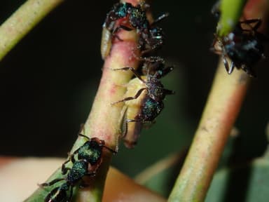 Rhytidoponera metallica photo 10