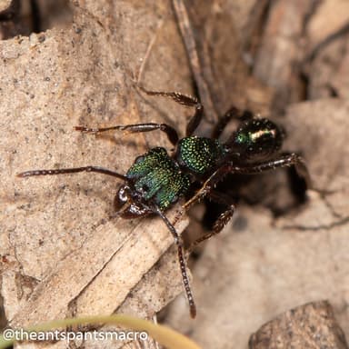 Rhytidoponera metallica photo 11