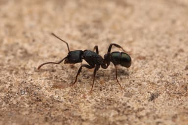 Rhytidoponera metallica photo 14
