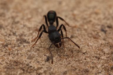 Rhytidoponera metallica photo 15