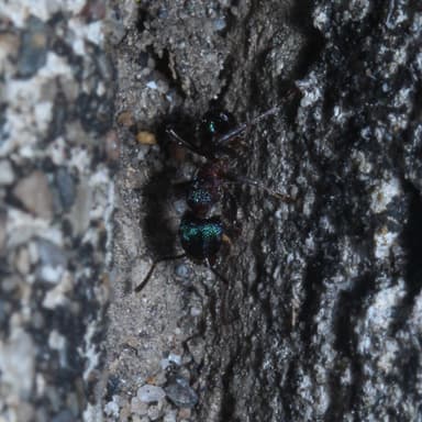 Rhytidoponera metallica photo 16
