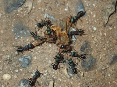 Rhytidoponera metallica photo 17