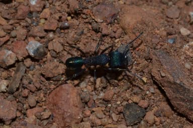 Rhytidoponera metallica photo 19