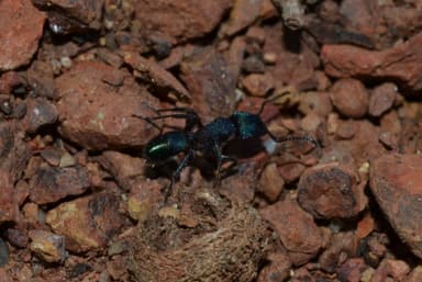 Rhytidoponera metallica photo 20