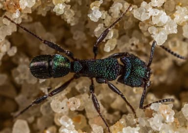 Rhytidoponera metallica — worker photo 21