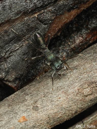 Rhytidoponera metallica photo 22