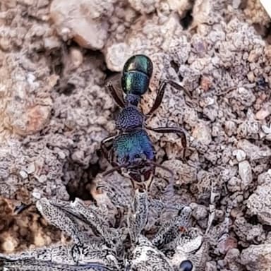 Rhytidoponera metallica photo 23