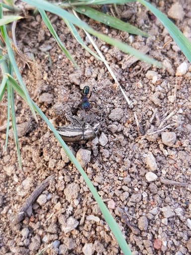 Rhytidoponera metallica photo 24