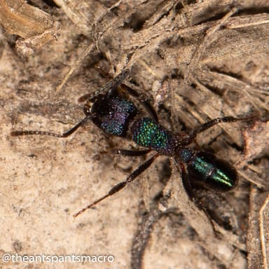 Rhytidoponera metallica photo 25