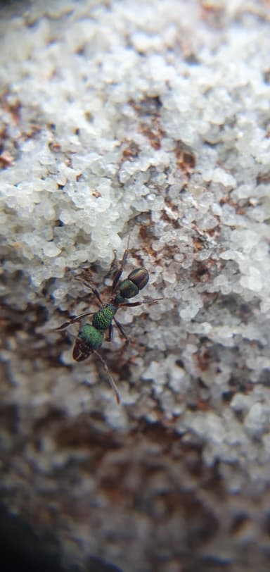Rhytidoponera metallica photo 28