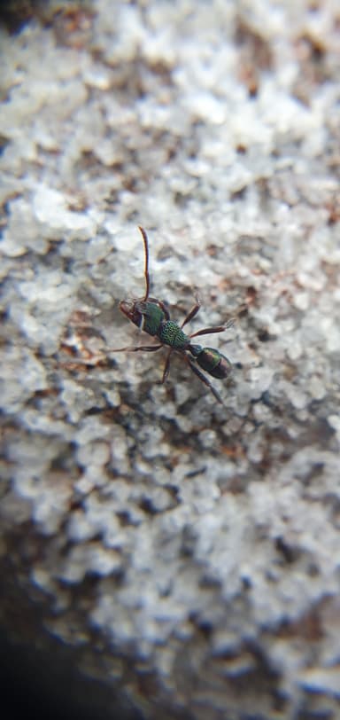 Rhytidoponera metallica photo 29