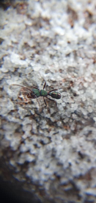 Rhytidoponera metallica photo 30