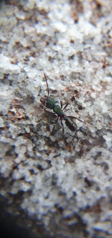 Rhytidoponera metallica photo 31