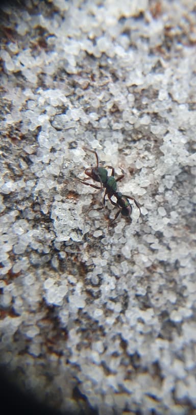 Rhytidoponera metallica photo 32